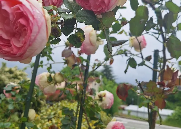 Flora Πανσιόν Pazin