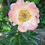 Flora 4* 파진