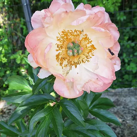 Flora 4* Pazin