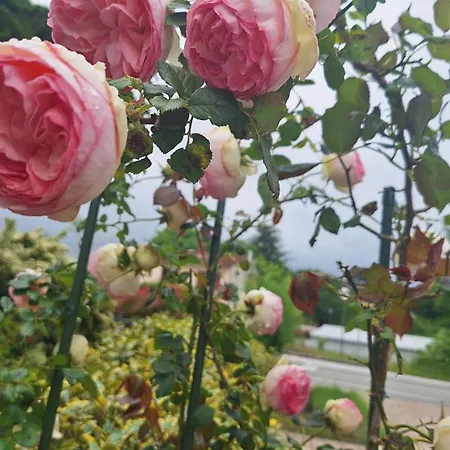 Flora 게스트하우스 파진